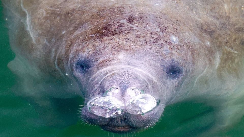 Florida manatees face existential threat as power plants close-thumbnail