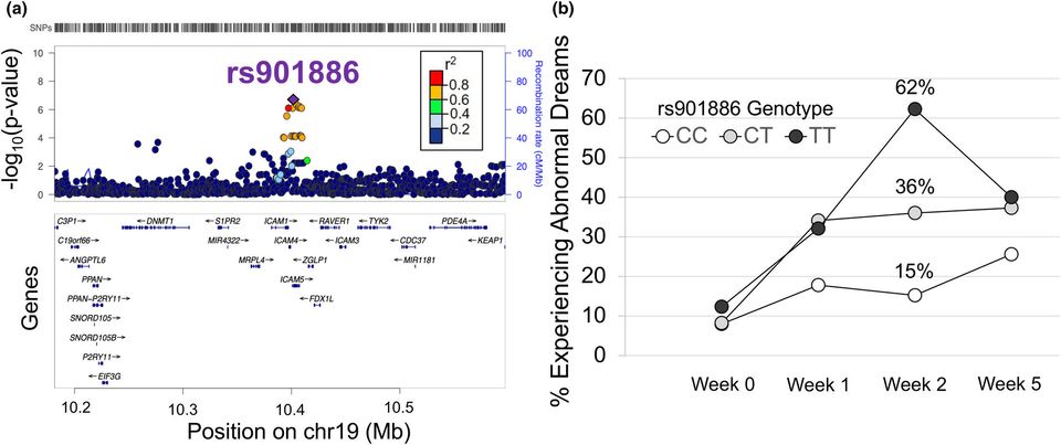 Genetic variants linked to abnormal dreams in smokers using varenicline-thumbnail