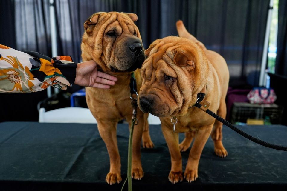 How the Westminster Dog Show Works: Rules, Groups, and Judging-thumbnail