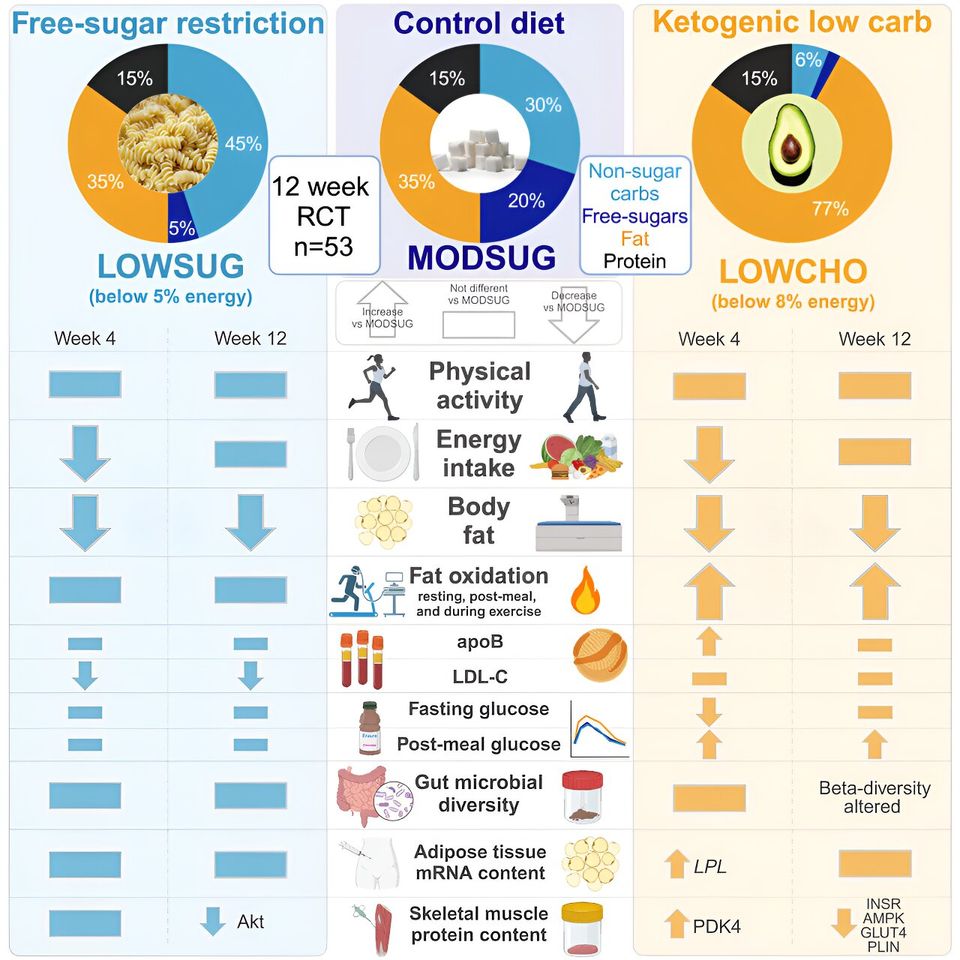 Ketogenic diet may increase LDL cholesterol and reduce gut bacteria-thumbnail