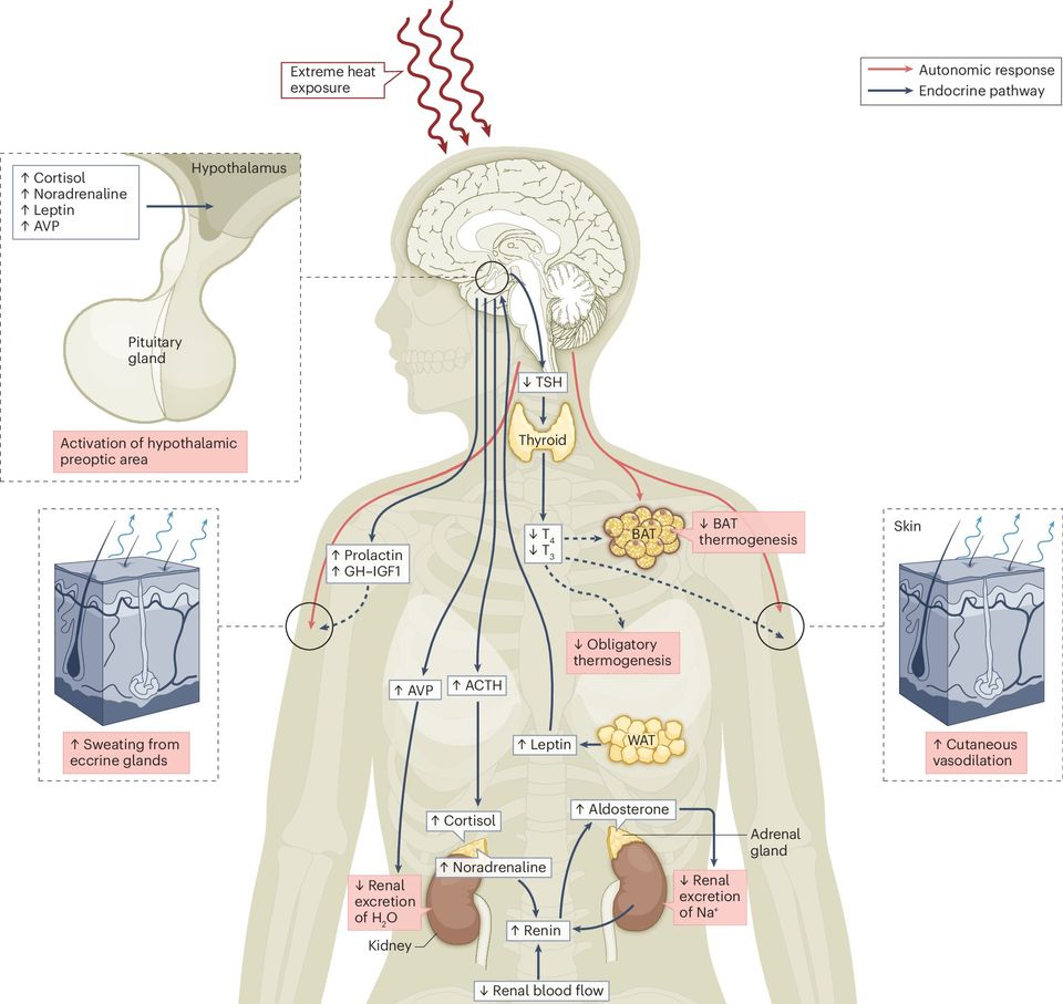 Urgent need for research on the effects of heat exposure on the endocrine system due to climate change-thumbnail