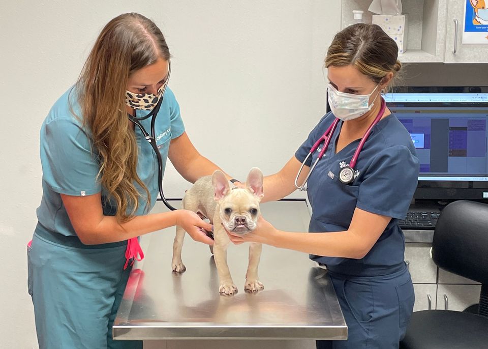 New veterinary health facilities opening across North America-thumbnail