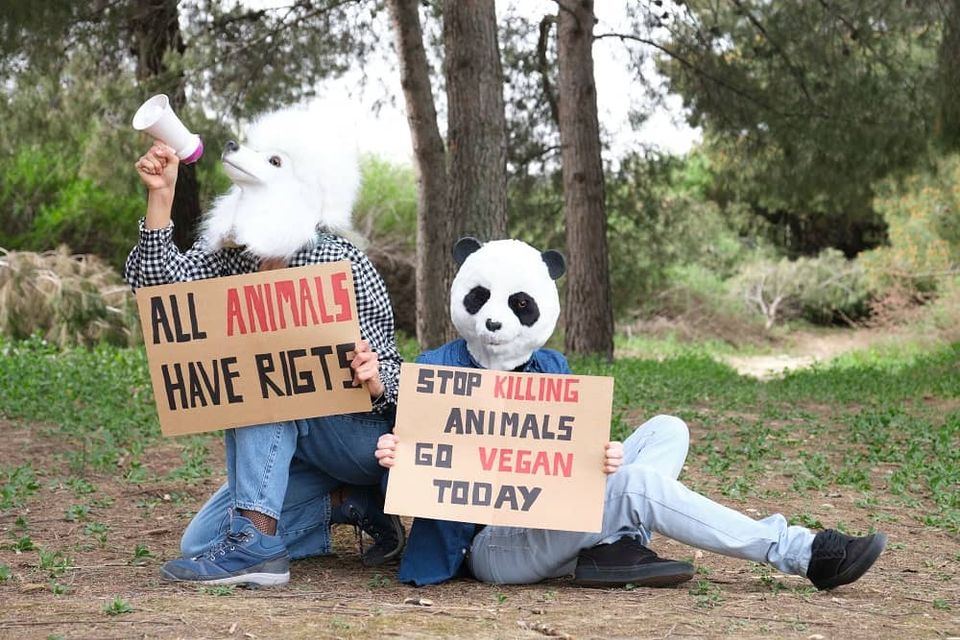 US Livestock Industry at Risk Due to Animal Activists' Plans-thumbnail