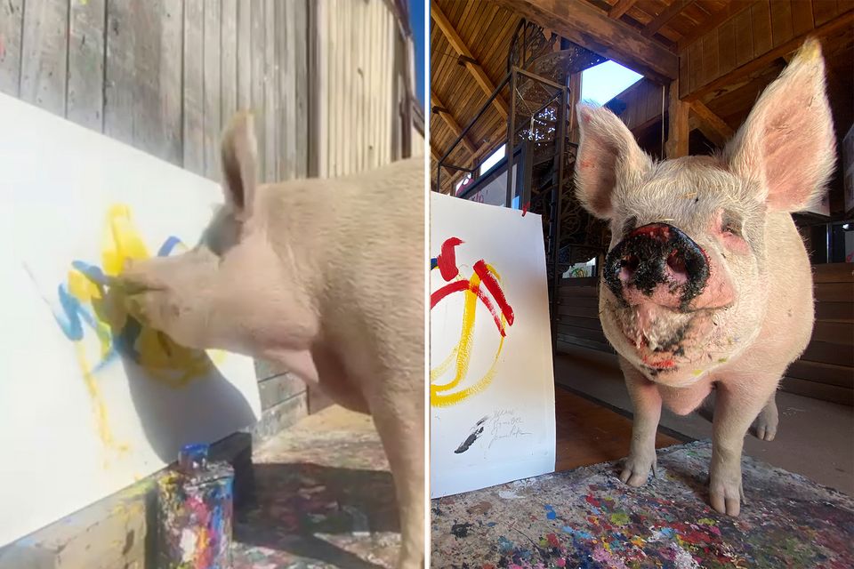 Beloved Pigcasso, the world's most successful non-human artist, dies at 8-thumbnail