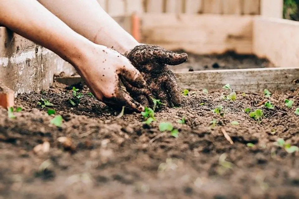 Austin, Texas Ranks No. 4 in the US for Naked Gardening-thumbnail