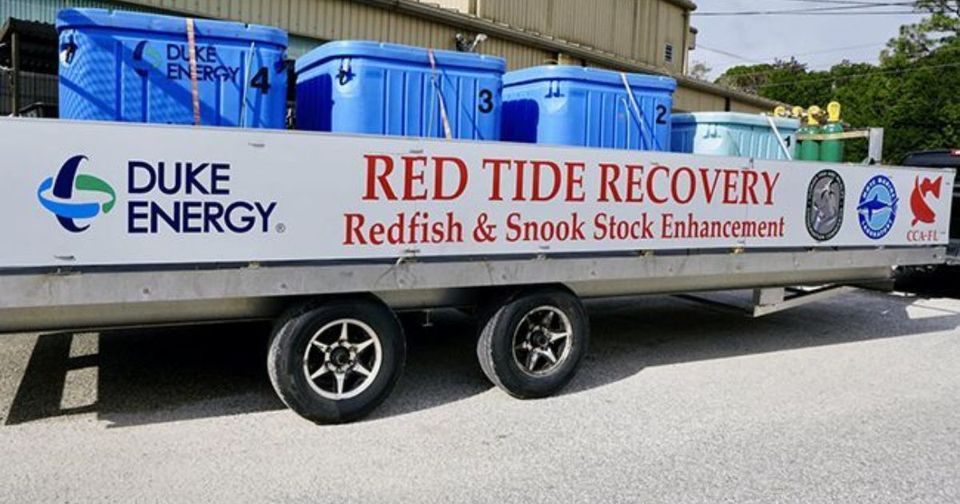 CCA Florida, Duke Energy, and FWC release 50 redfish to support stock enhancement-thumbnail