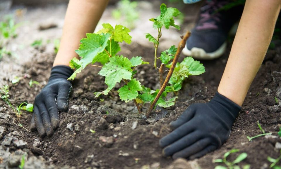 Australia's wine industry making progress in gender diversity-thumbnail