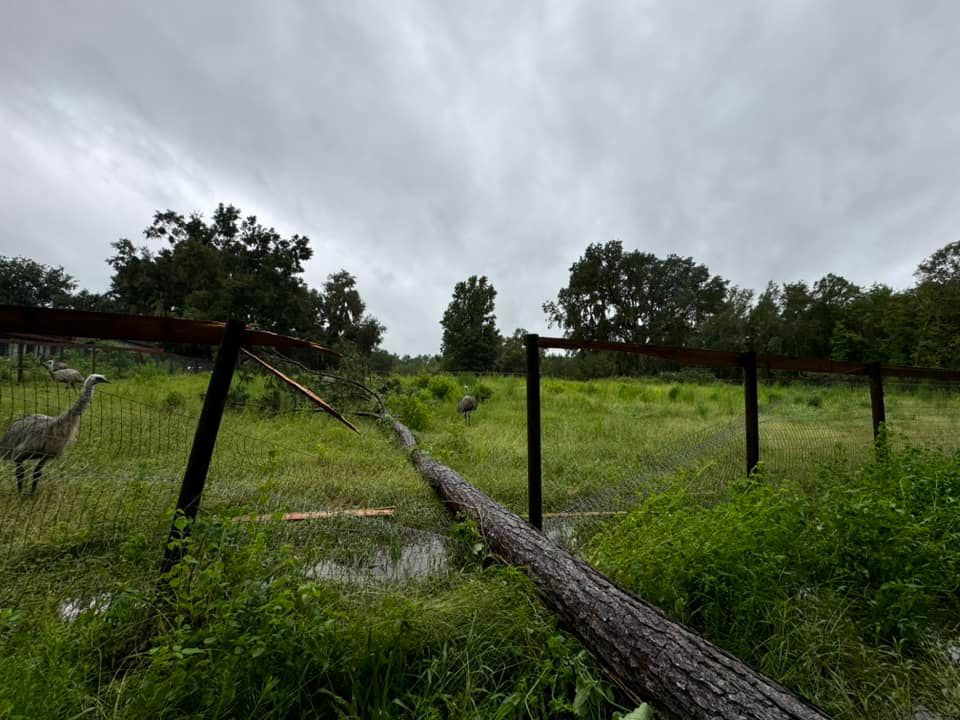 Tropical Storm Debby causes damage in Marion County-thumbnail