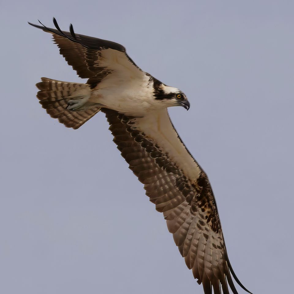 PSEG and environmentalists team up to protect ospreys-thumbnail