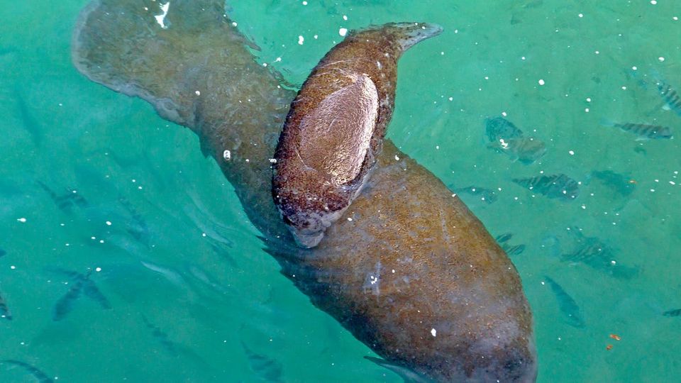 Florida manatees suffer as power plants go offline due to climate change-thumbnail