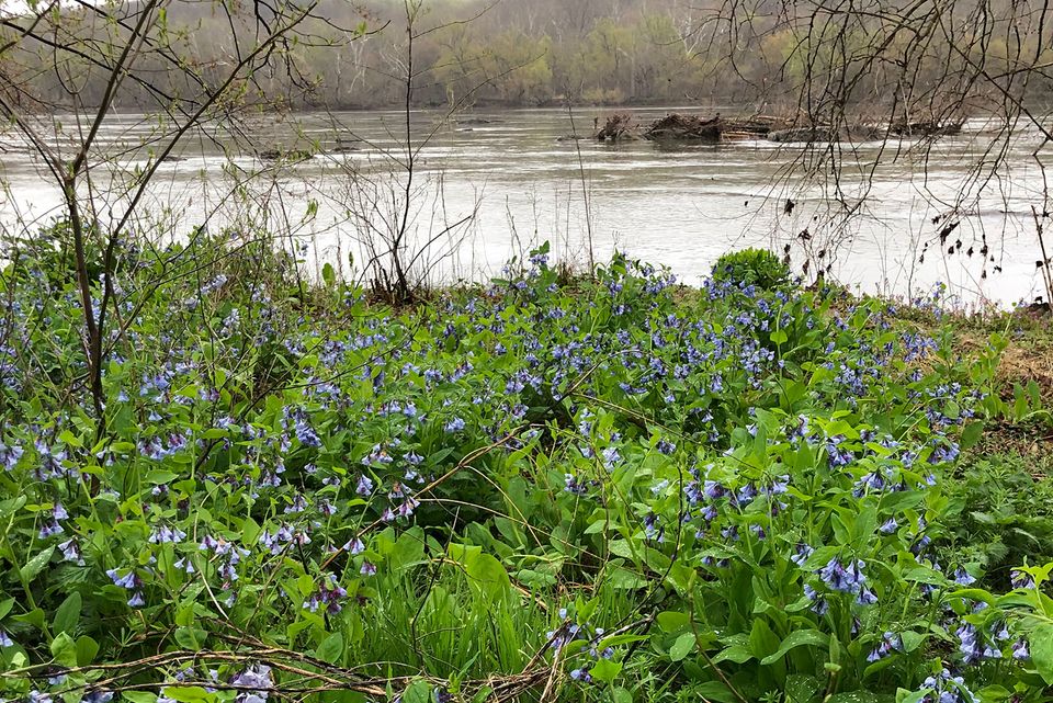 Discover the Beauty of Riverbend Park in Fairfax County-thumbnail